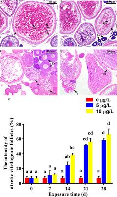 Effects of cadmium exposure during the breeding period on development and reproductive functions in rare minnow (Gobiocypris rarus)